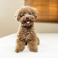 photo de caniche nain